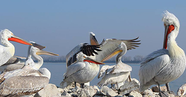 Lake Kerkini