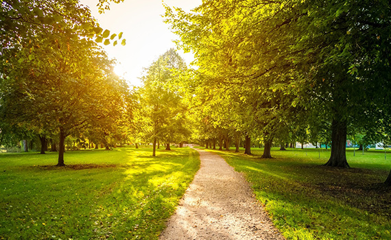 Sentiero sterrato circondato da prato verde e alberi