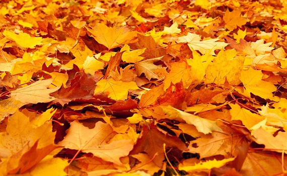Tappeto di foglie secche, dai colori arancio e marrone, tipici dell'autunno