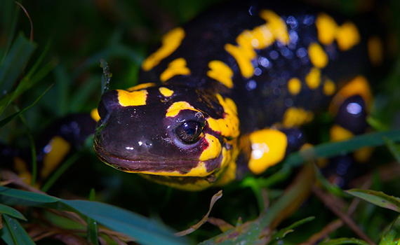 Esemplare di salamandra, anfibio nero con le tipiche macchie gialle