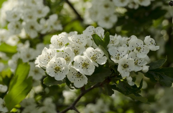 Biancospino, arbusto dai piccoli fiori bianchi