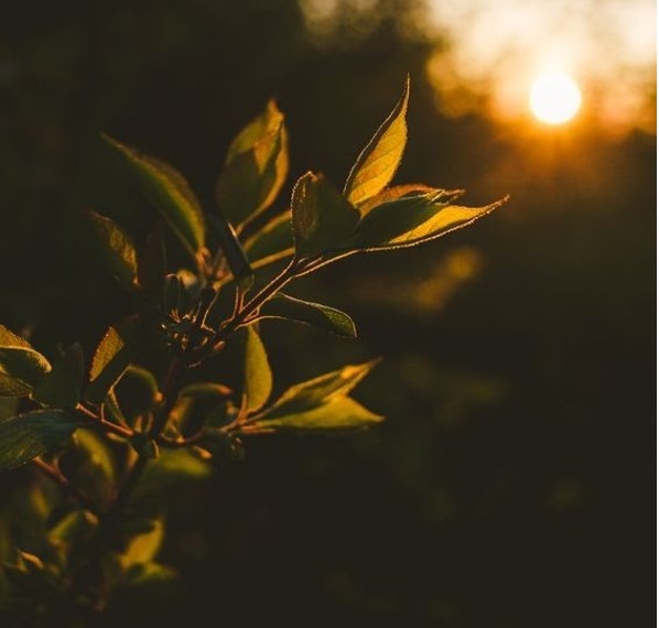 Fiori e foglie con luce del tramonto