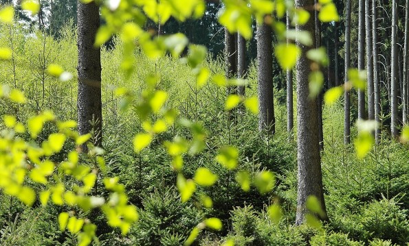 Alberi con foglie in primo piano
