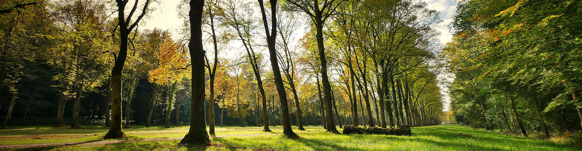 boschetto parco brughiera