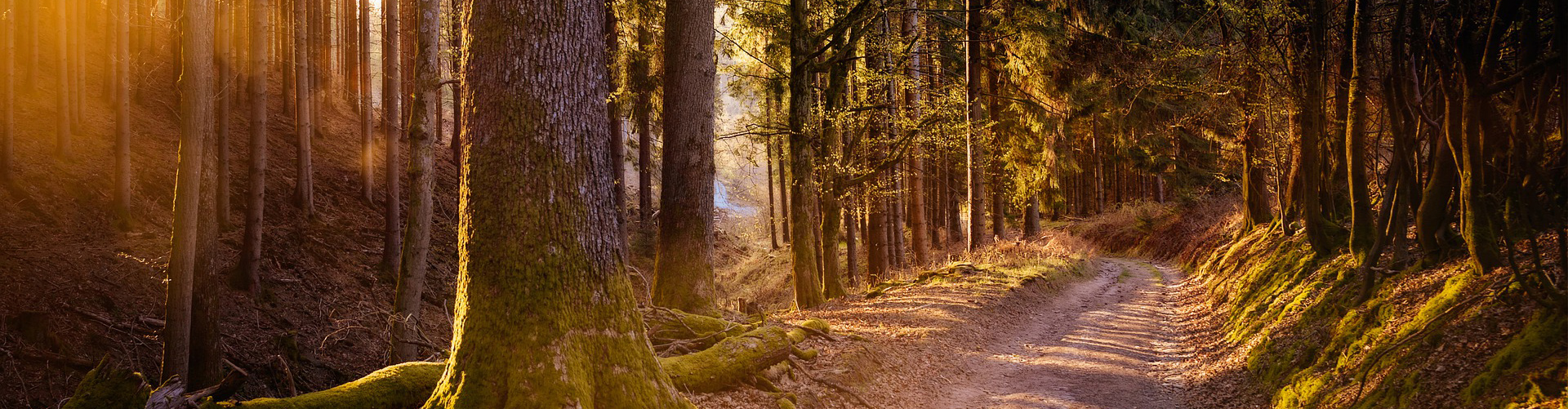 sentiero bosco