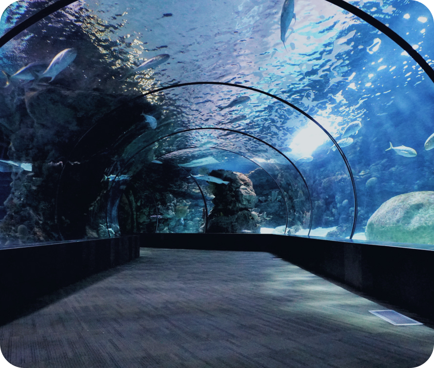 tunnel sottomarino con pesci che nuotano e acqua che luccica