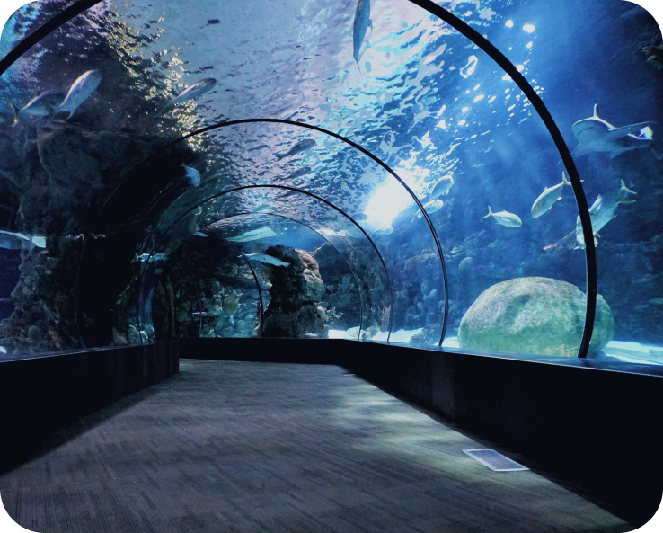 Tunnel Aquaria con squali all'esterno