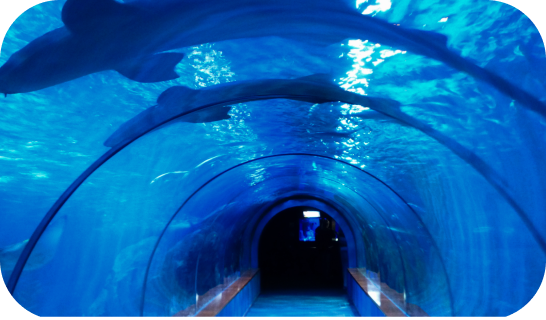 Tunnel Aquaria con squali in alto
