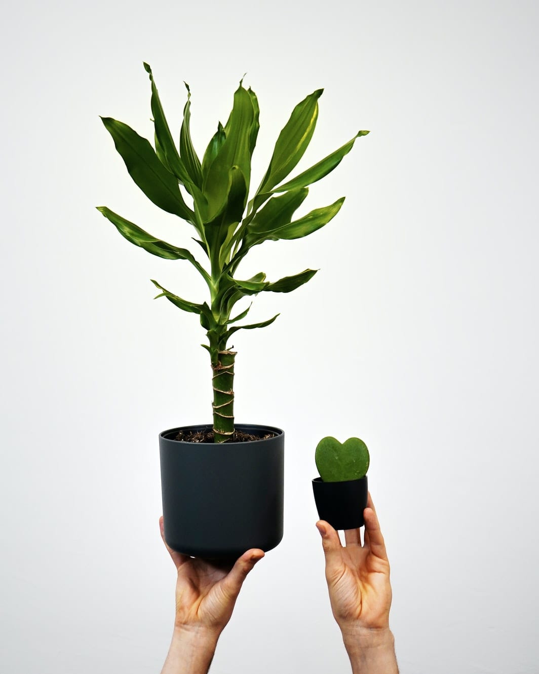 dracaena