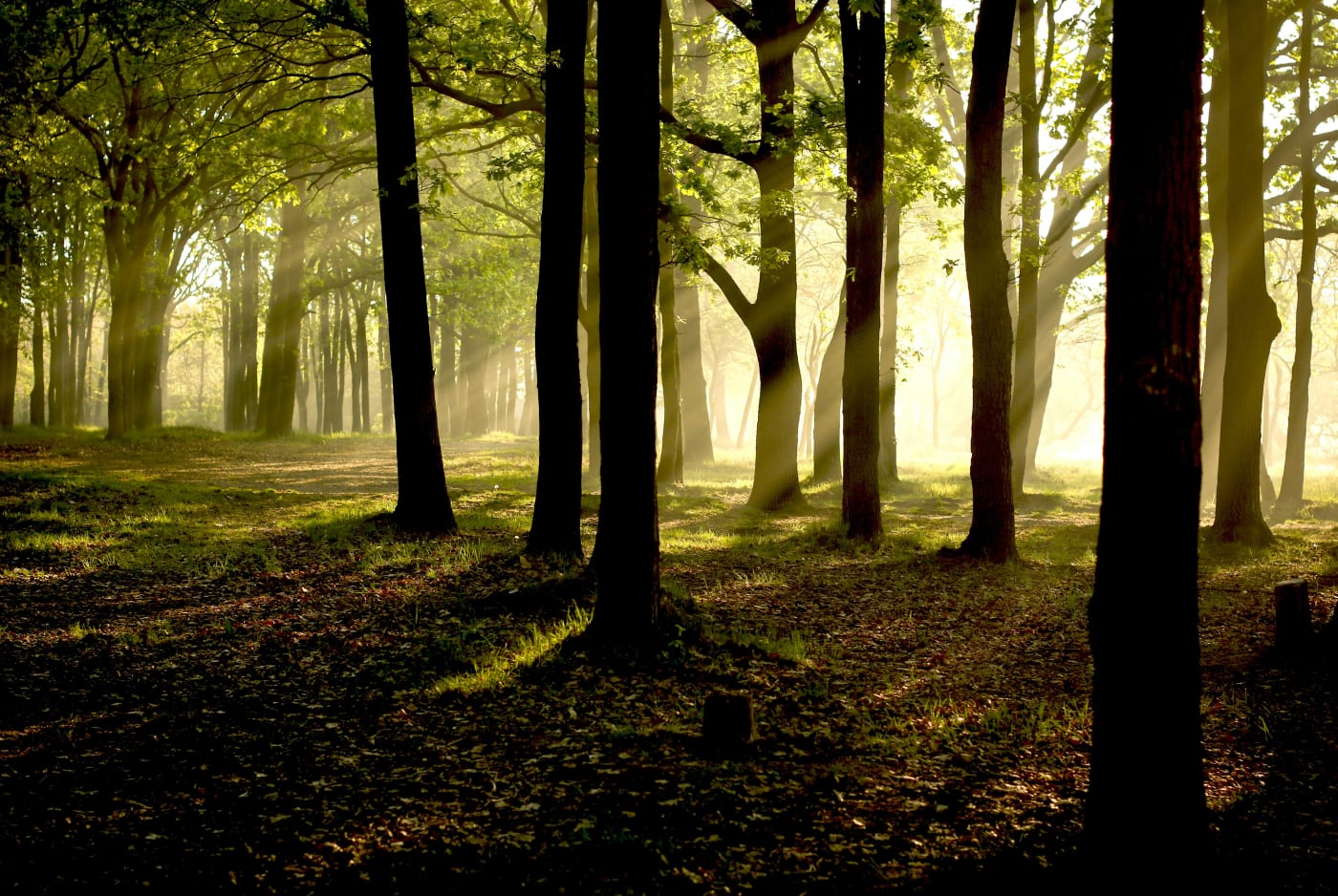 Foresta di Komorebi