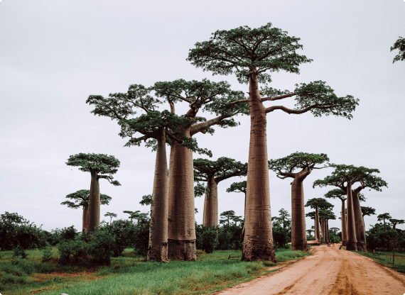 Baobab
