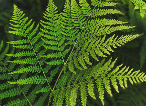 Felce verde