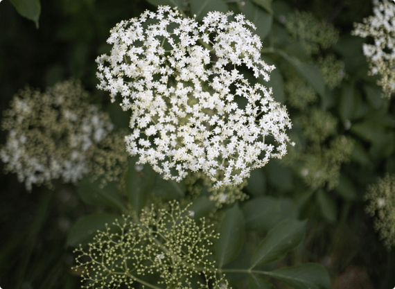 Fiore di Sambuco