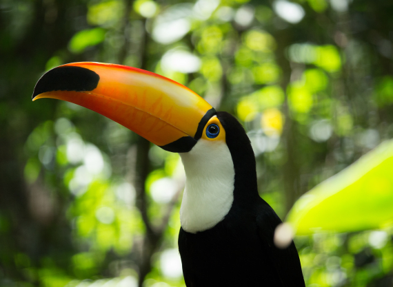 Tucano