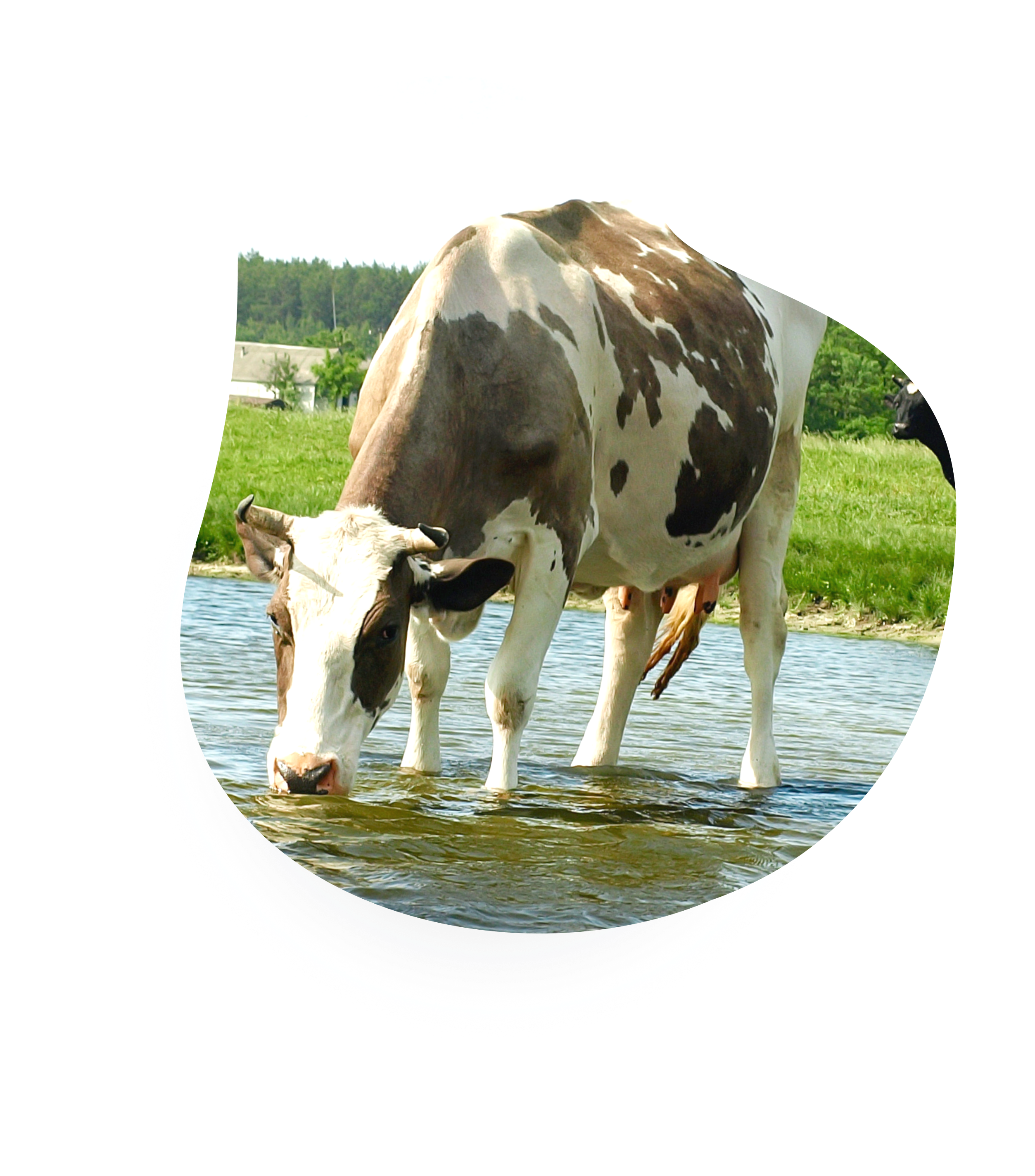 cowdrink