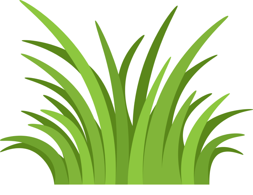 grass