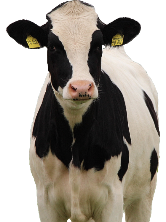 cow