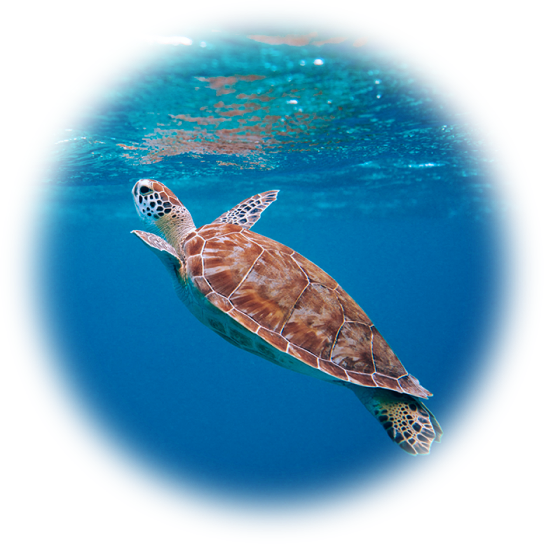 tartaruga sott'acqua