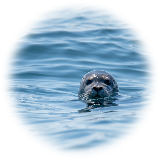 seal