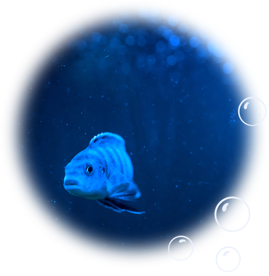 pesce che nuota