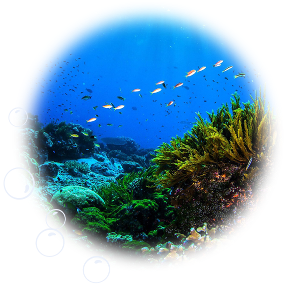 pesce che nuota tra i rifiuti