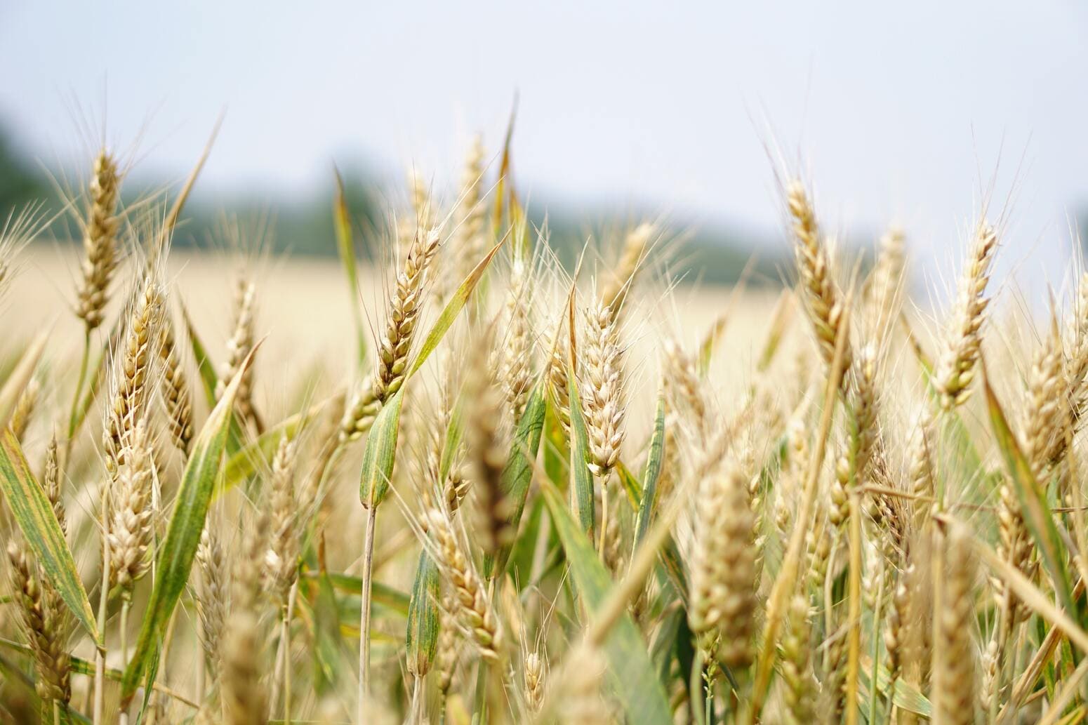 Campo di grano