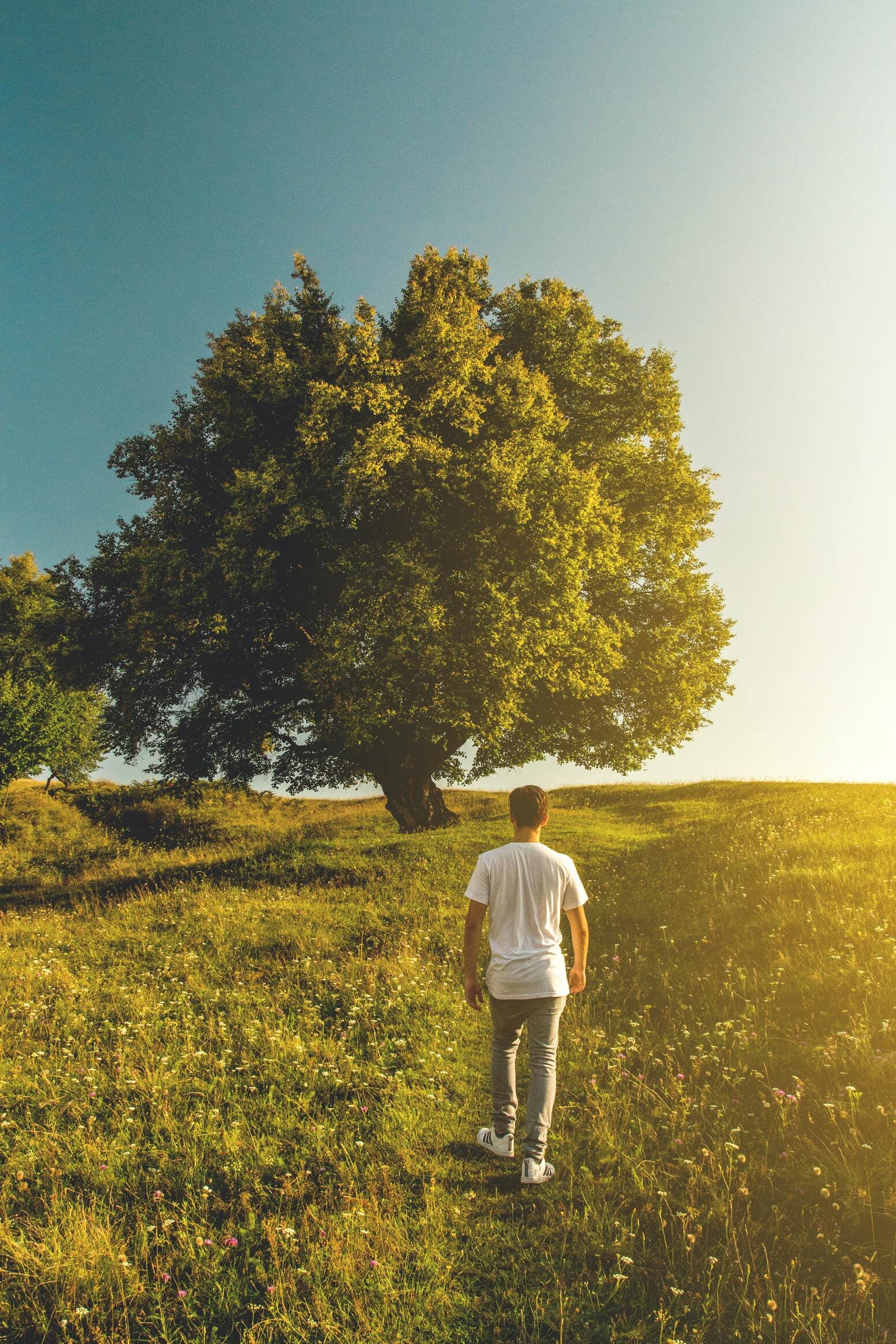 Albero e persona