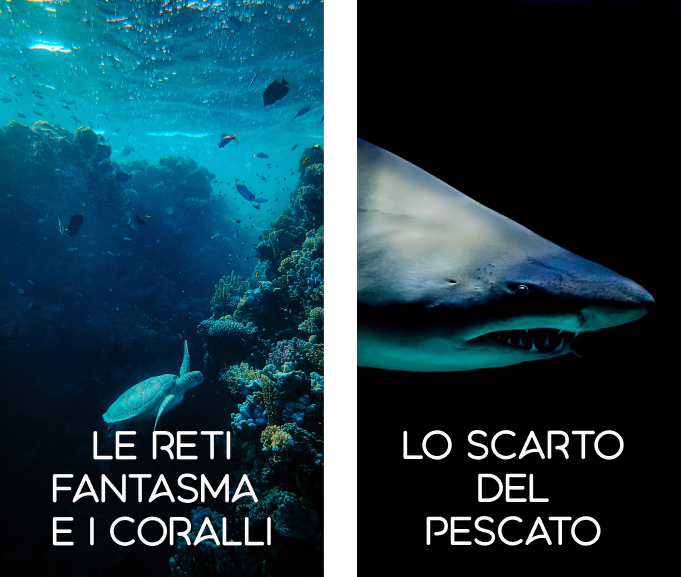 Tartaruga marina con coralli e squalo