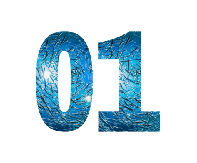 Numero 01