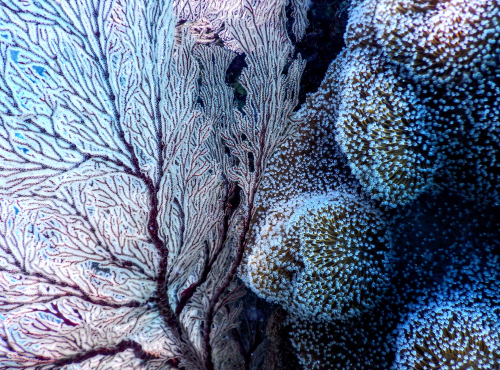bamboo coral