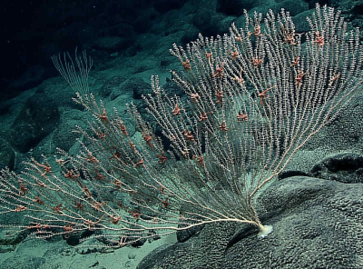 bamboo coral
