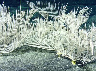 bamboo coral