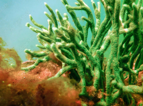branch coral