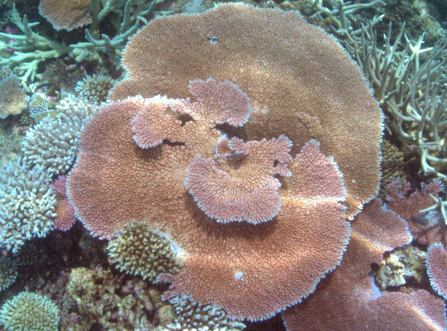 brush coral