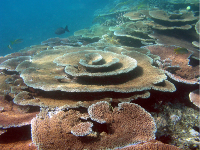 brush coral
