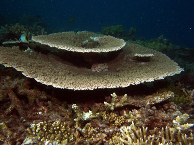 brush coral