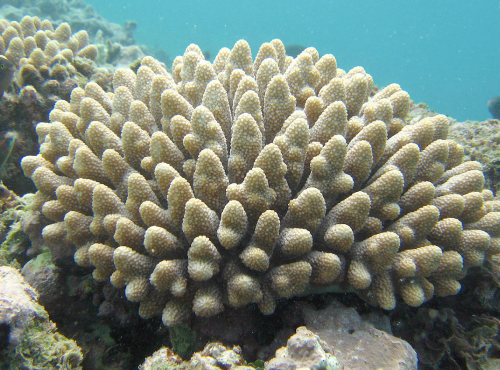 hump coral