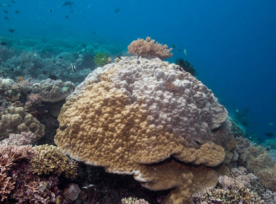hump coral