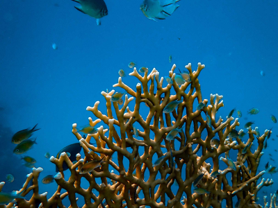 staghorn coral