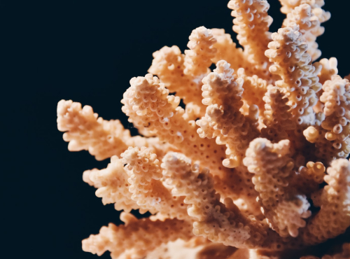 sea fan modal
