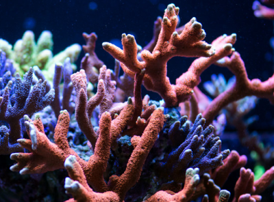 sea fan