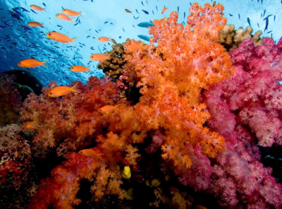 sea fan