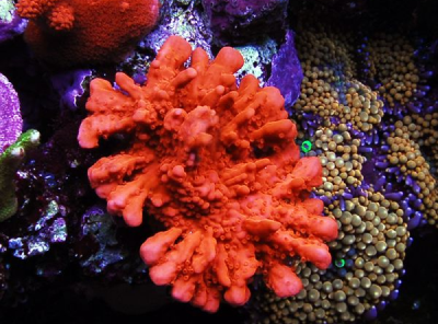 sea fan