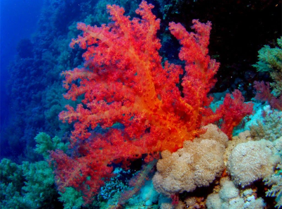 snakelocks anemone