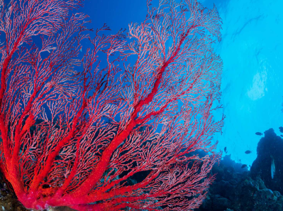 snakelocks anemone