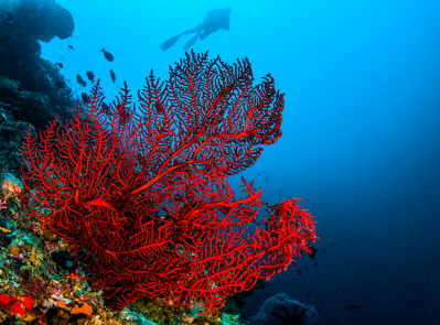 snakelocks anemone